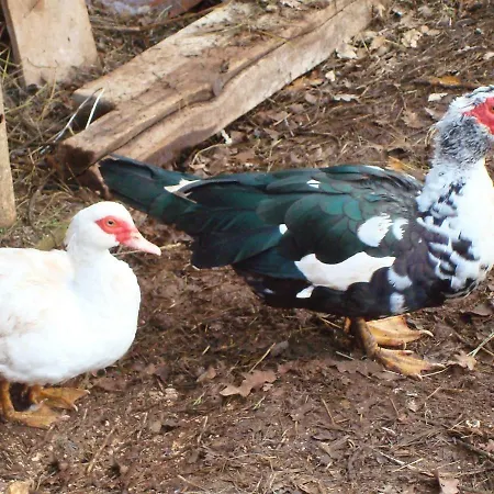 Cvetko.2 Žminj